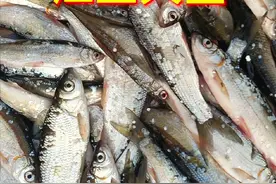 三花五罗18子视频封面