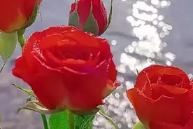 #乙卯日出生的男女命理分析视频封面