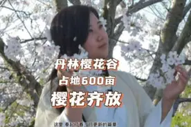 泸州占地六百亩的丹林樱花主题公园视频封面