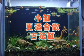 总价不到50块，小缸适合做古法生态鱼缸，火山石小缸开缸造景教程视频封面
