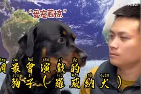 一拖：全网最会演戏的罗威纳，对于护主绝对的第一名视频封面