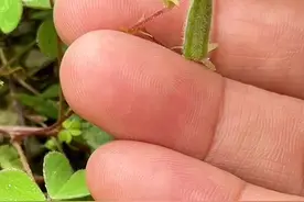 黄花酢浆草#你的家乡有这种植物吗视频封面