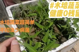 水培蔬菜“苗期”这样养，不招虫子少细菌，健康0农残#花卉绿植视频封面