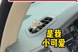 车辆行驶中，突然一只老鼠从出风口钻出！司机：挺害怕，可能是外循环钻进去的