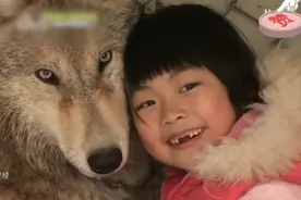 小女孩和狼视频封面