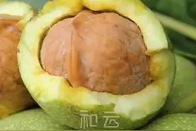 新鲜核桃仁与核桃皮的功效#吃出健康 #小和宝典 视频封面