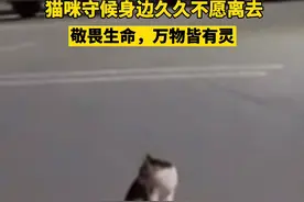 小猫街头守护被撞死的同伴，久久不愿离去，让人看着心疼#敬畏生命 视频封面