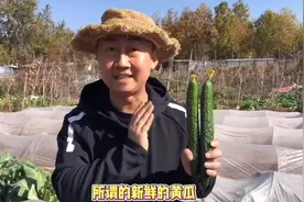 小朱带您了解“顶花带刺儿”的黄瓜就一定新鲜吗视频封面