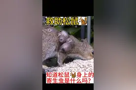 #野生动物零距离 #马蝇幼虫 ##神奇动物在抖音 你们见过这种寄生虫吗？视频封面