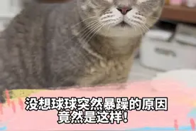 没想到球球突然变暴躁的原因竟然是这样！ #猫咪#抖音618好物节#萌宠出道计划视频封面