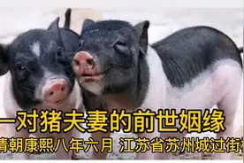 一对猪夫妻的前世姻缘视频封面