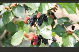 #桑葚滋阴养血，#抗衰老，还能预防#白发，#更年期提前 #节气养生#健康#养生视频封面