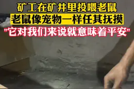 矿工在矿井里投喂老鼠，老鼠像宠物一样任其抚摸：有老鼠的地方比较安全，老鼠还可以预知危险 #直播生活快看视频封面