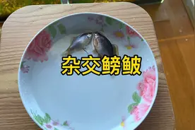 杂交繁殖鳑鲏来了#养鱼日记 #最美原生鱼 #鳑鲏 #繁殖#杂交视频封面