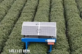 龙井茶园来了个智能机器人，有30年“功力”的采茶工：不担心（供稿：潮新闻）#浙江dou知道 #江南问茶视频封面