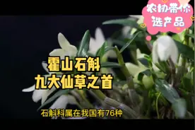 霍山石斛--九大仙草之首，中国特有，国家一级保护植物。视频封面