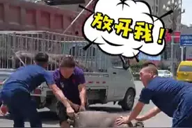 二师兄，回笼喽！#消防救援 视频封面