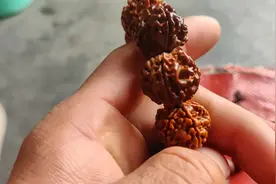 天然正宗尼泊尔包浆金刚手串五瓣大金刚菩提手链2.0金刚手串文视频封面
