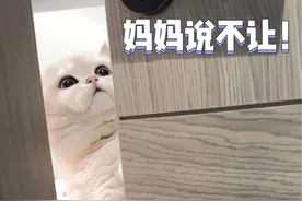 小猫咪是懂得怎么察言观色的  #铲屎官的乐趣 #这猫有点子技术在身上视频封面