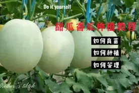 三月份种什么呢——香瓜和甜瓜的种植视频封面