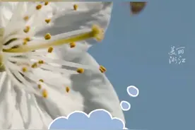樱花一股酸笋味儿？浙江选育出螺蛳粉味樱花，这背后，是长达10年的努力……#浙江dou知道 （供稿：浙江卫视）视频封面