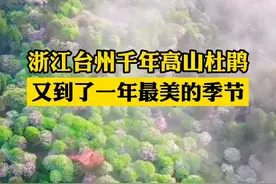 今年开得最旺最美！台州千年高山杜鹃到了最佳观赏期，你有去打卡吗？（供稿：台州晚报）#治愈系风景 #带你看风景视频封面