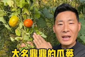 大名鼎鼎的瓜蒌，你见过吗。你知道它的价值吗？一起来看看吧#瓜蒌 #植物科普 #你的家乡有这种植物吗