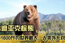 棕熊老大哥科迪亚克棕熊，超1600斤为世界最大，人类外无对手视频封面