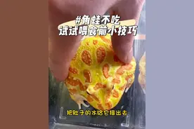 角蛙不吃？喂食角蛙小技巧！#角蛙 #黄金角蛙 #角蛙排水#角蛙喂食 #角蛙饲养方法视频封面