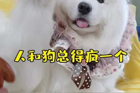 养白狗？人和狗总得疯一个！！#狗狗 #萨摩耶 #萌宠出道计划 #萌宠 #萨摩耶米泡泡视频封面