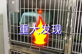 竹林捡到小奶猫后续，居然找了到同胞兄弟视频封面