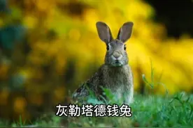 新12生肖，您认得几个。纯享音质有助睡眠，建议反复聆听#amagi视频封面