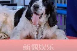 曾经的英雄犬，发现了百分之七十的幸存者，14年过去，它成了唯一还健在的功勋犬~  #汶川地震唯一健在的救援犬视频封面