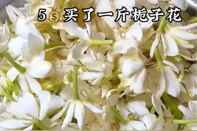 又到了吃栀子花的季节了，今天分享一道我们江西人最爱的韭菜炒栀子花，又鲜又嫩，特别好吃！#栀子花 #江西特色美食视频封面