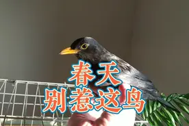 鸟屎轰炸加俯冲啄人，春天里的这种黑鸟少惹为妙，乌鸫袭击人原因视频封面