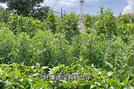 避暑你会选择去哪里？我都要热化了，从来没有经历过这么热的夏天视频封面