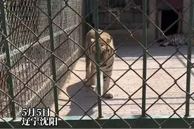 5月5日辽宁沈阳，游客正在拍老虎走路，没想到老虎过来喷了她一身尿，网友：以后其他动物都要绕着你走视频封面