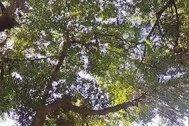 先人说的好，大树底下好乘凉，前人种树后人乘谅，父母就是大树！视频封面