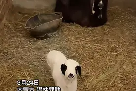 大羊一直卧地不给羊羔吃奶，小羊羔看到主人后开启告状模式，网友：像不像小时候找到靠山的你？ #小羊能有什么坏心思呢 #这羊成精了 #万物皆有灵 @沉浸式放牧视频封面