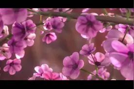 守望先锋：源氏真的超级帅！CG混剪，制作监督人：九老板！视频封面