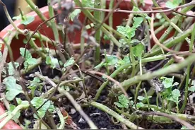 薄荷干枝枯叶，一招变回绿油油#薄荷 #抖音818新潮好物节 视频封面