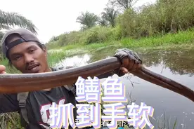 效率最高的捕捉鳝鱼方法！大家爱了吗？#抓黄鳝 #野生黄鳝 #黄鳝视频封面