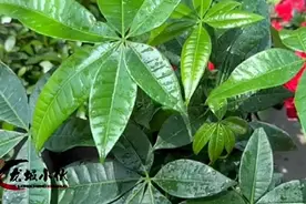 发财树这么好养都养不活？老花农揭露真相：买之前就动过手脚视频封面