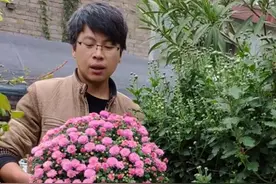 这种菊花株型矮小，可以直接开成一个花球，很适合窗台、阳台摆..视频封面