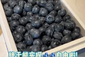 中国蓝莓之乡真的应该被发扬光大啊！！！便宜又好吃#蓝莓 #伊春 #草莓西红柿  #新鲜应季水果 #花青素视频封面