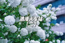 长沙火车南站门口的木绣球悄悄开了，很适合拍照，而且真的很好看视频封面