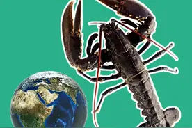 生物学角度，龙虾是可以永生的，但是现实不是……#萌知计划 #科普知识 @抖音青少年 @DOU+小助手 #海洋生物 视频封面