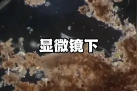 鱼缸干湿分离如何正确使用过滤棉视频封面