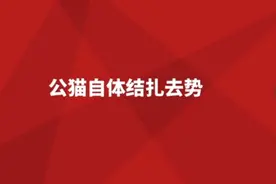 公猫自体结扎术！#一线兽医工作者 #宠物医生的日常#大唐宠物医院视频封面