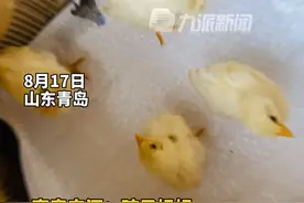8月17日，山东青岛，女子网购小鸡给女儿当宠物，五个月后，鸡长大了，然后变成鸡肉了……#网购 #养鸡 #宠物 视频封面